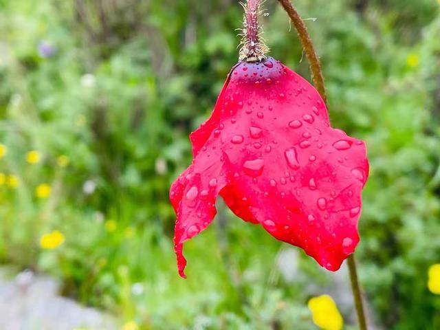 成年人用的聊天工具,成年人聊天工具