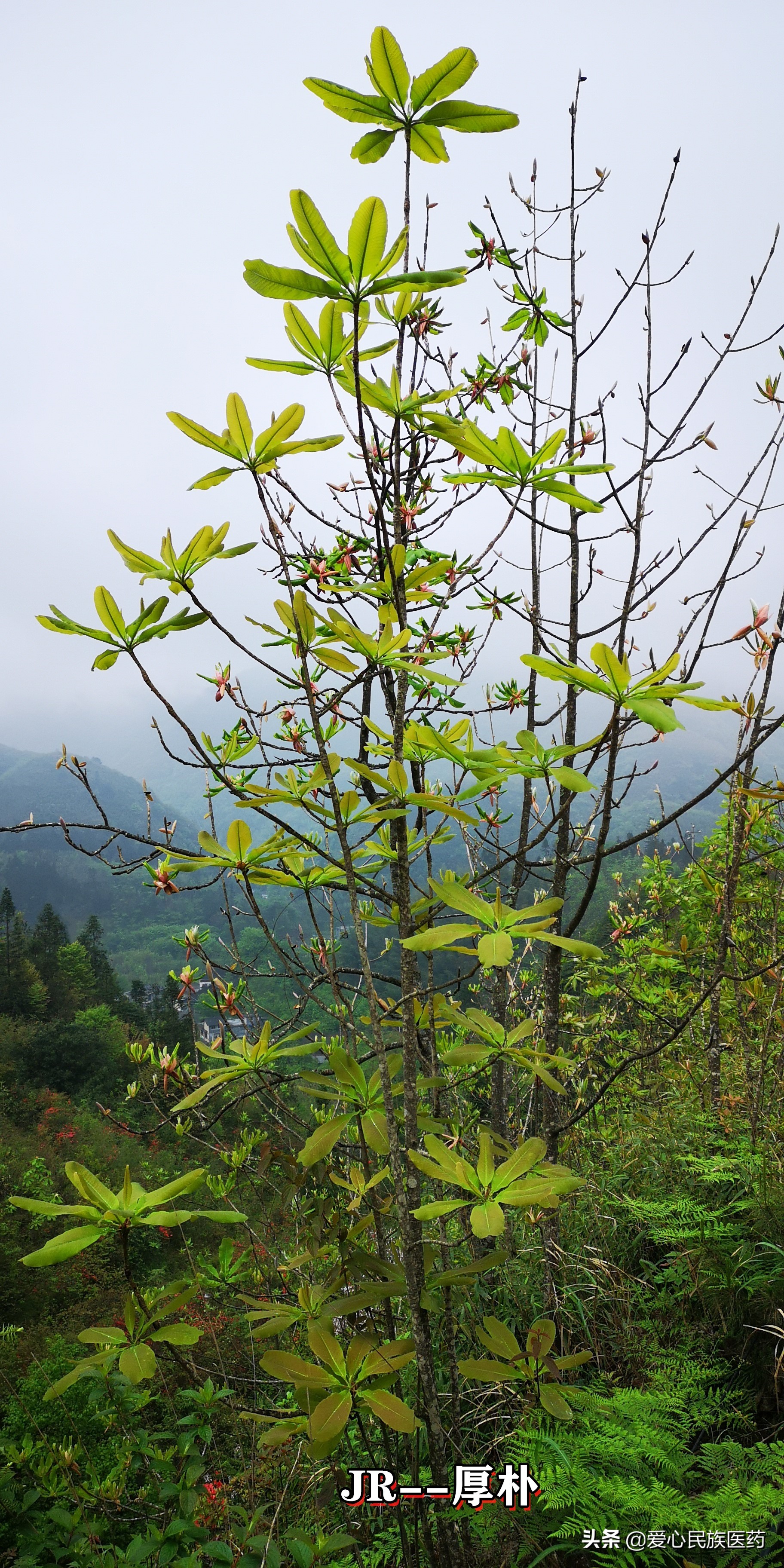 林药间作林下种植药材的几个节点环节要了解