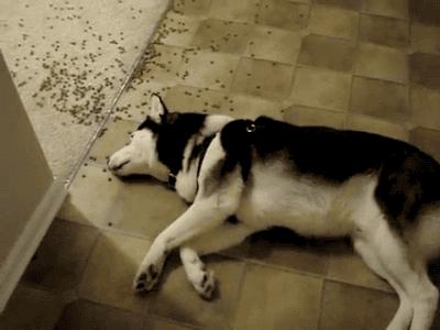 到底什么狗粮才是好狗粮,狗粮怎么选8大优质狗粮推荐