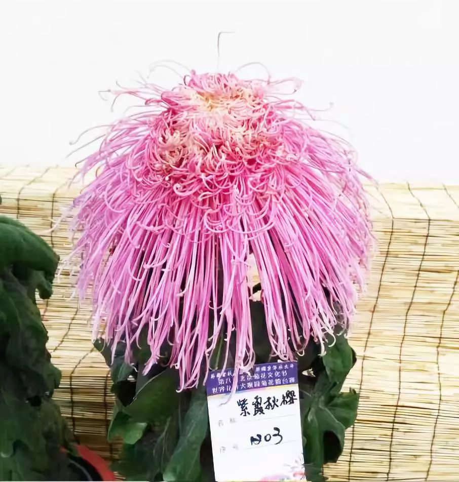 13个“菊王”，哪个才是你心目中的王者？