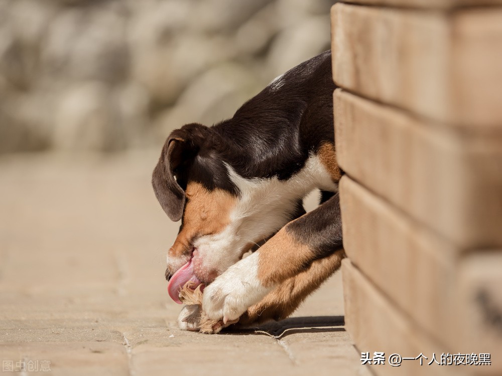 狗狗突然反常是怎么回事,狗狗突然变得很反常