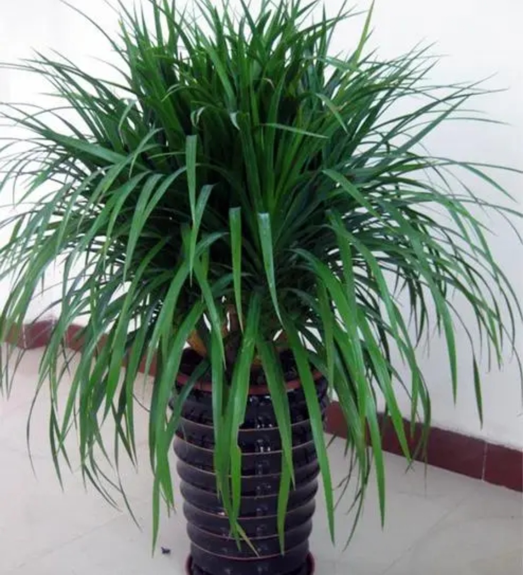 客厅一年四季都好养的什么大植物,客厅盆栽植物推荐第一名发财树