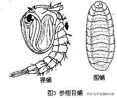 昆虫的习性与行为与害虫防治,害虫防治与昆虫分类