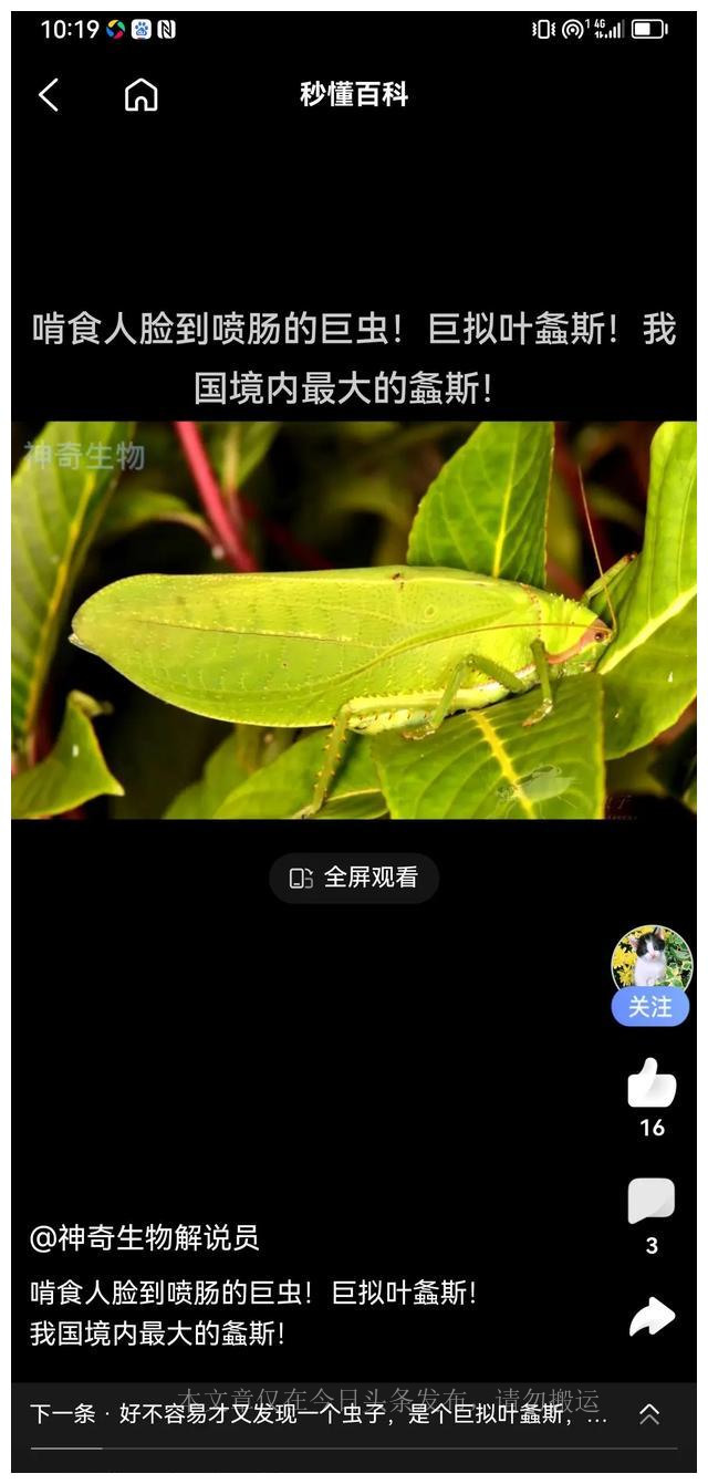 巨拟叶螽有铁线虫吗,巨拟叶螽是国家几级保护动物
