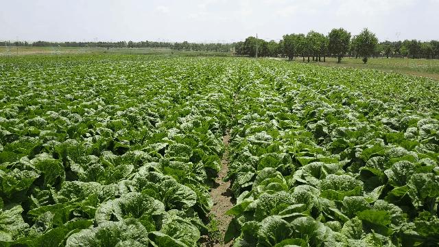 榄呭姏姒嗕腑瀹炲姏姒嗕腑,榄呭姏姒嗕腑缇庢櫙