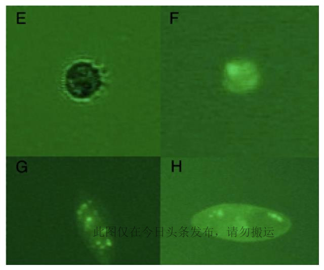 科学家找到专吃病毒生物,发现病毒的科学家是谁