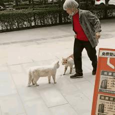 搞笑gif动图素材,搞笑gif动图哪里找素材