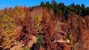 秋天的云南哪里漂亮又美丽,有一种美叫云南的秋天美景