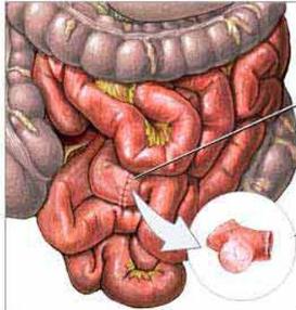 淀粉来源和糊化度对肉鸡生产性能和小肠消化的相互作用