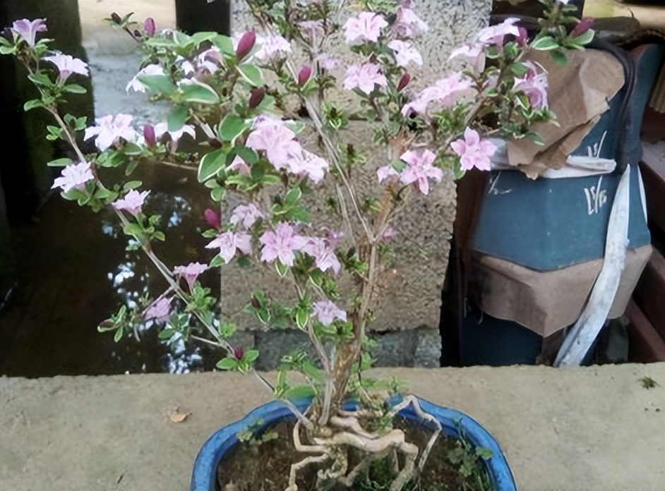 有个院子养点什么好养,庭院古董盆景