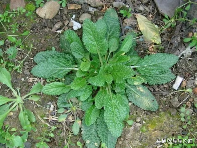 春尝野味菜当先*星星论道