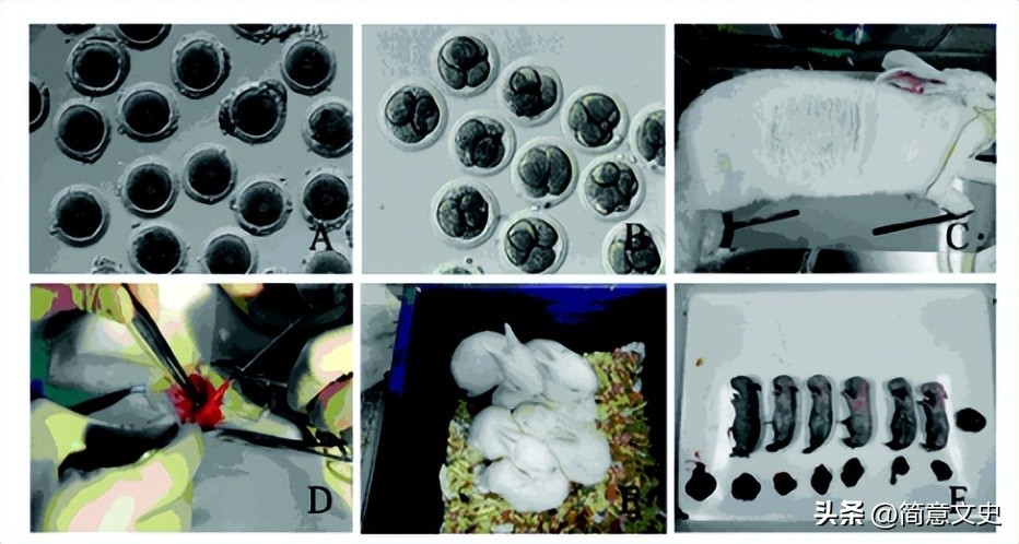 转基因兔子怎么生产,转基因克隆与胚胎发育的表现