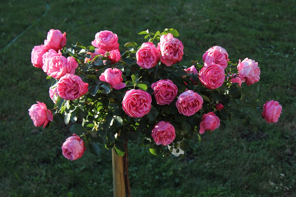 攻陷男人心的最佳方法,捕获男人心的秘诀