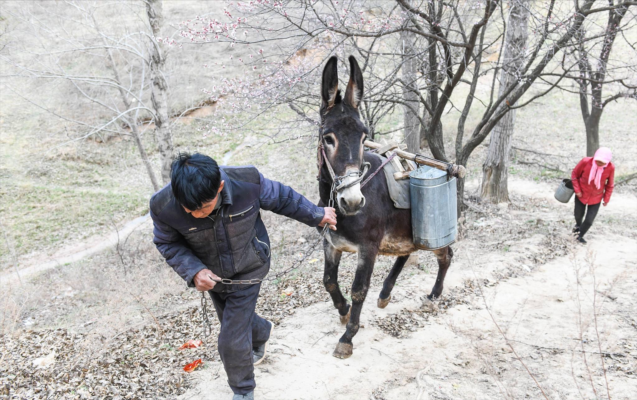 为什么马永远无法取代驴子的地位,马和驴各有什么特点