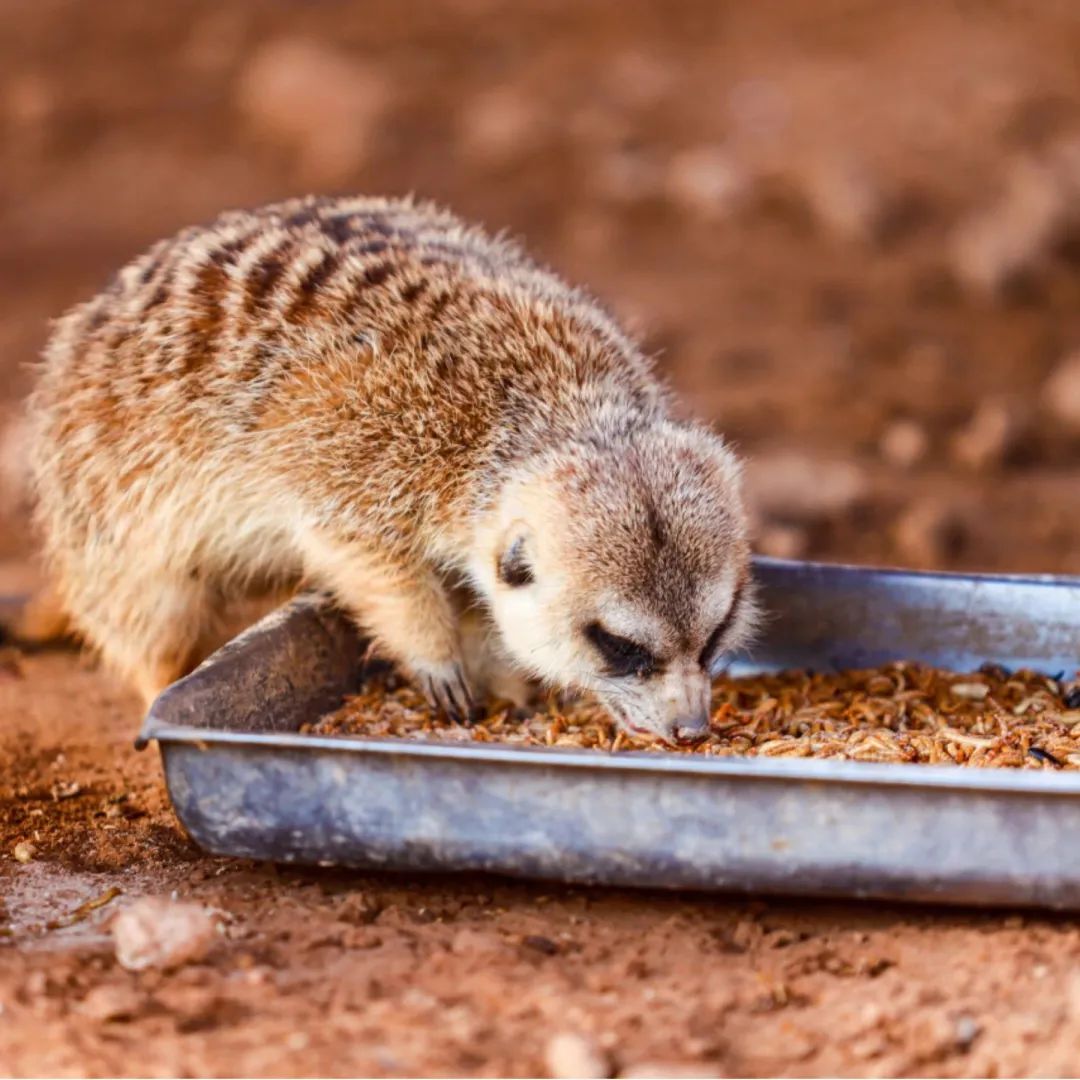 济南遛娃嗨玩这里享优惠,济南遛娃乐园周末