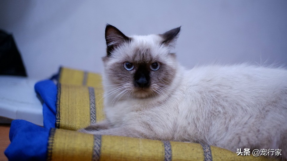 猫咪几天排一次大便属于正常,猫咪多久排一次便正常