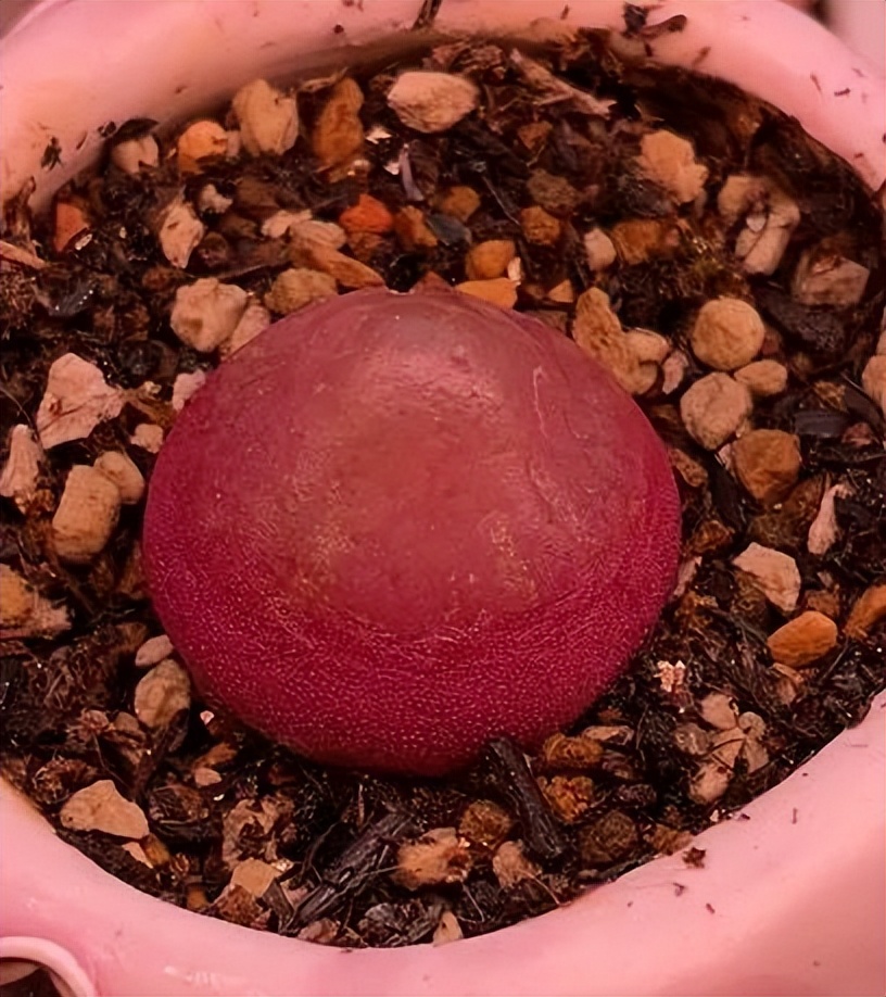 世间繁华三千不如一隅清欢,世间繁华三千不如有一院清欢