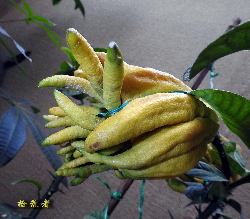 景观植物观果佛手图片高清,长得像佛手一样的东西叫什么植物