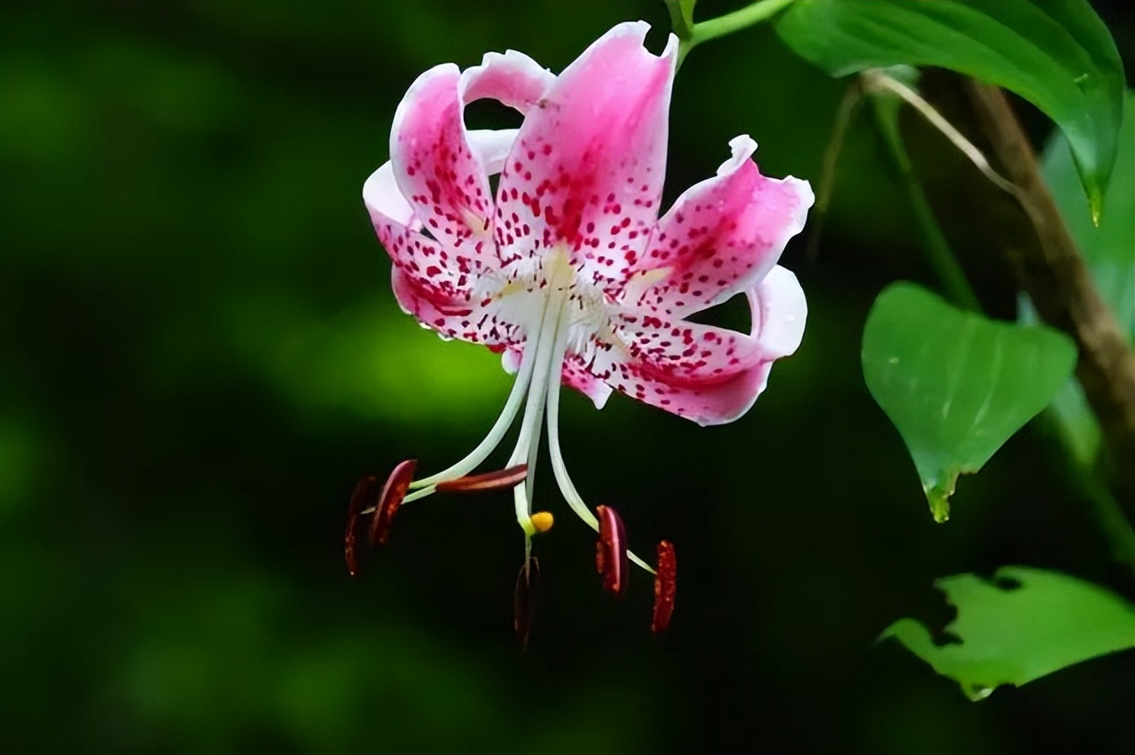 百合种类名称及图片及花语,可以入药的百合品种