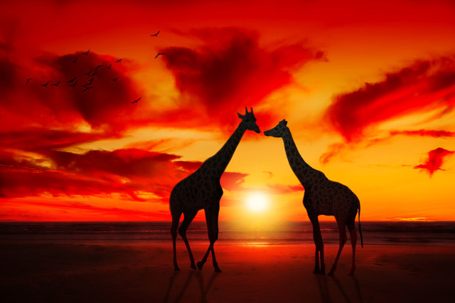 十二星座配对最合适的属相,十二星座的恋爱配对程度