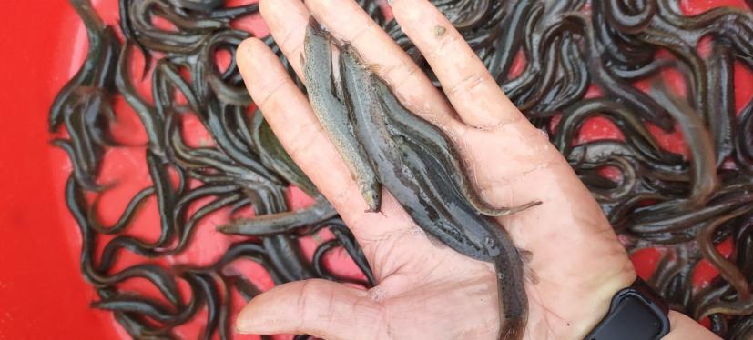 近几年苗木行业难做的原因,连续三年亏损的种植品种