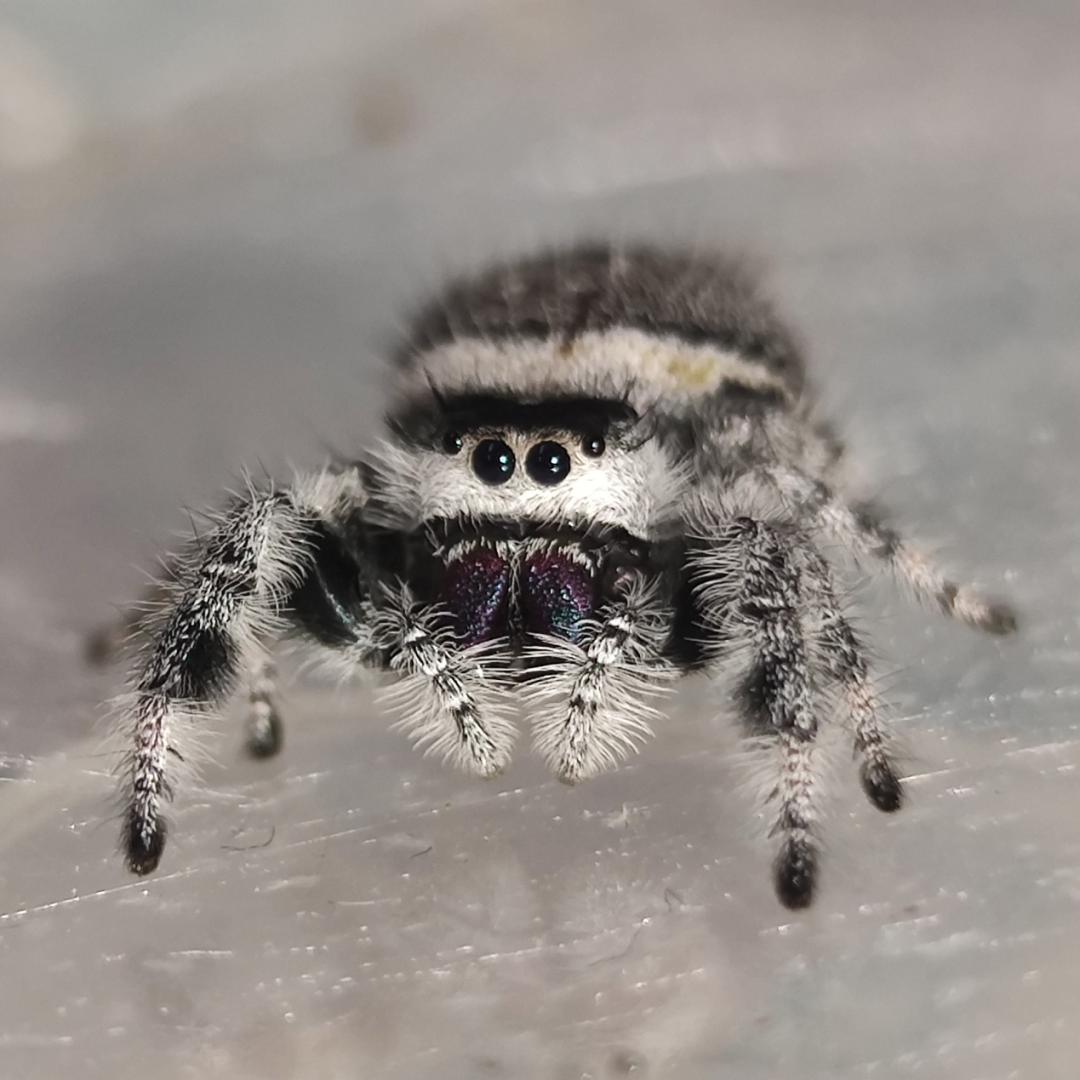 90后隐秘的爬宠圈：一条蛇卖几十万、像开盲盒一样上瘾……