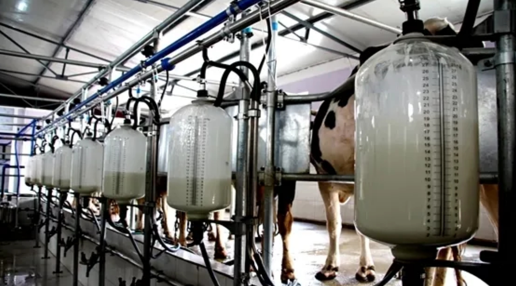 牛身上掏一个洞这对牛有何影响,为什么会在牛身上开洞