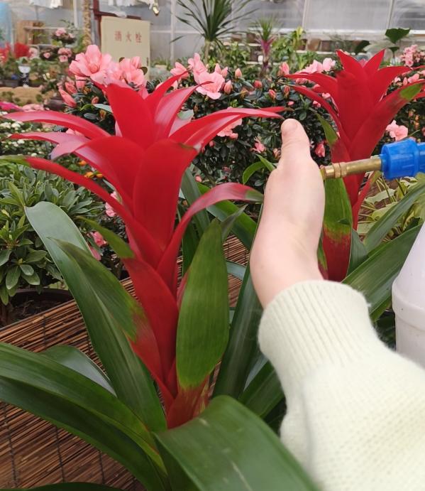 鸿运当头红心烂了怎么处理,鸿运当头出现黄叶是怎么回事