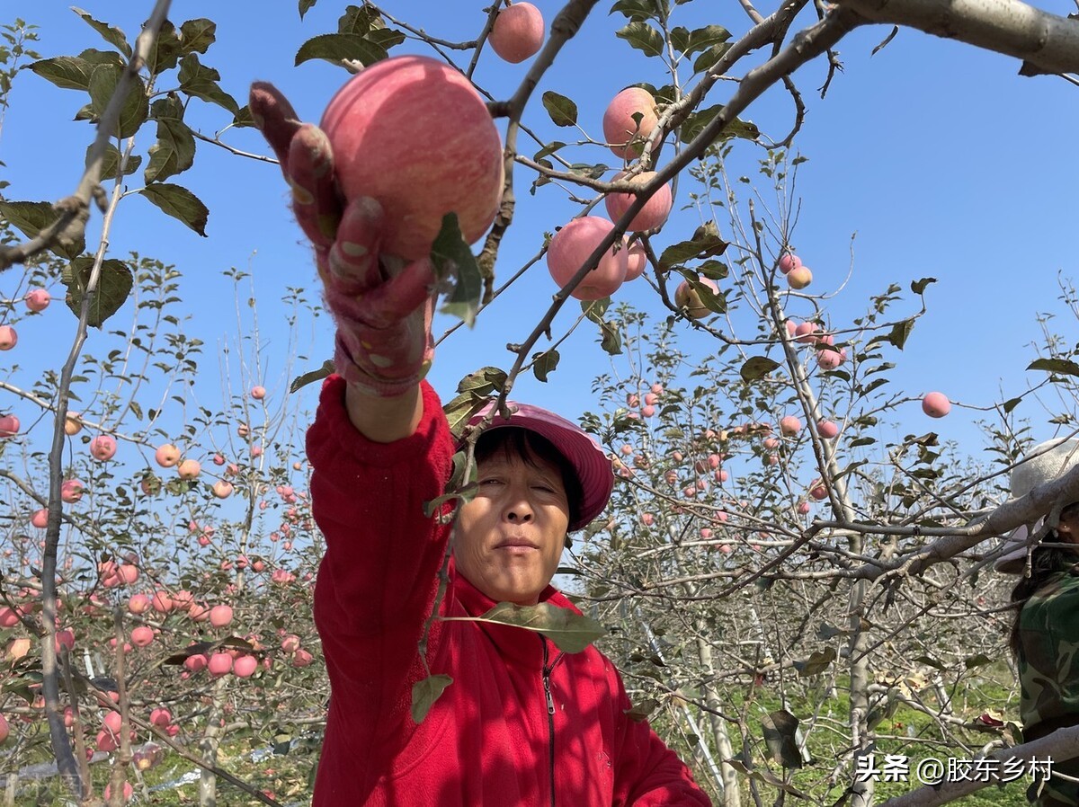 秋月梨滞销求助,苹果梨为什么市场上没有了