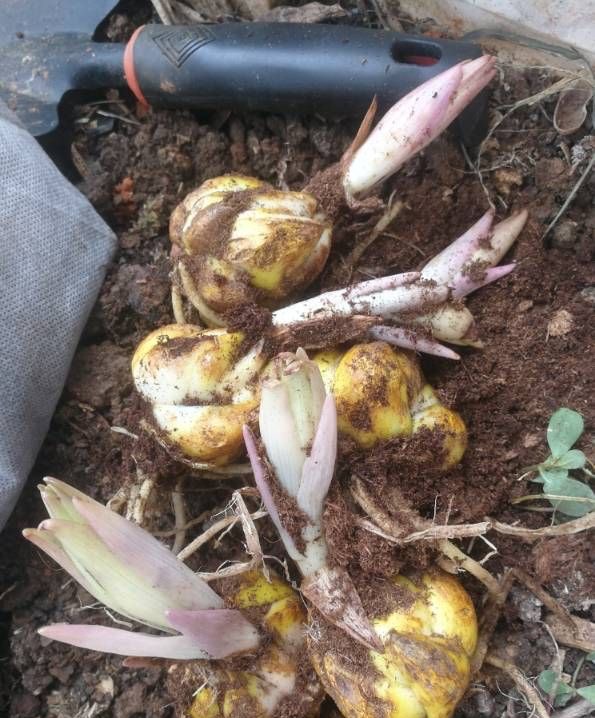 百合花买回来怎么养开花好看,自己养的盆栽百合花心意满满