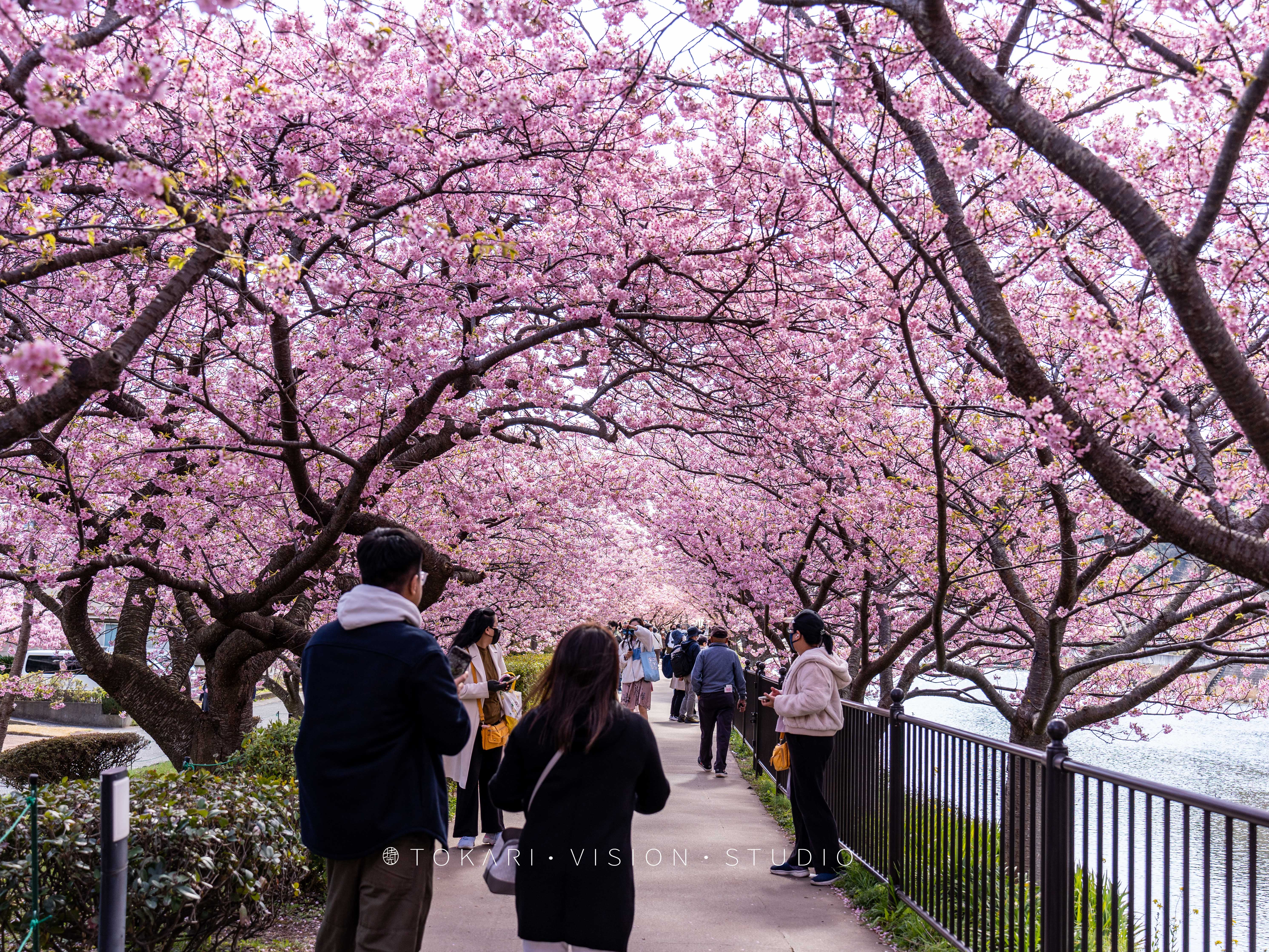 来日本赏河津樱,东京去河津赏樱攻略视频