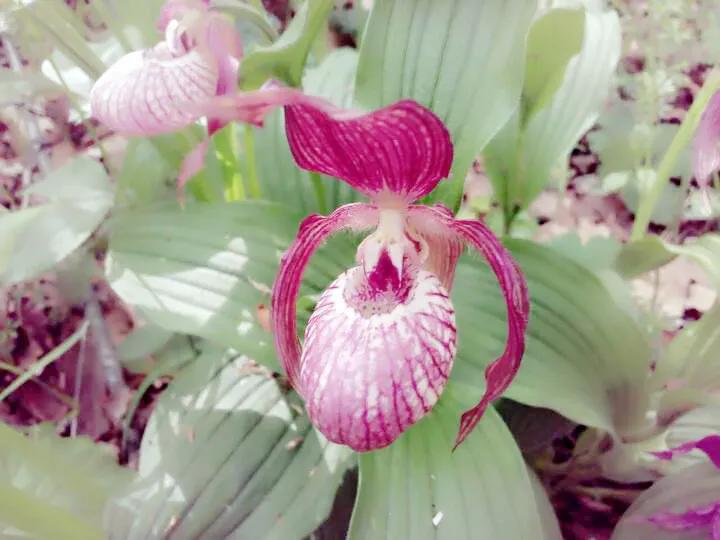 快来看看，兰花的世界真奇妙|壹木星球No.14