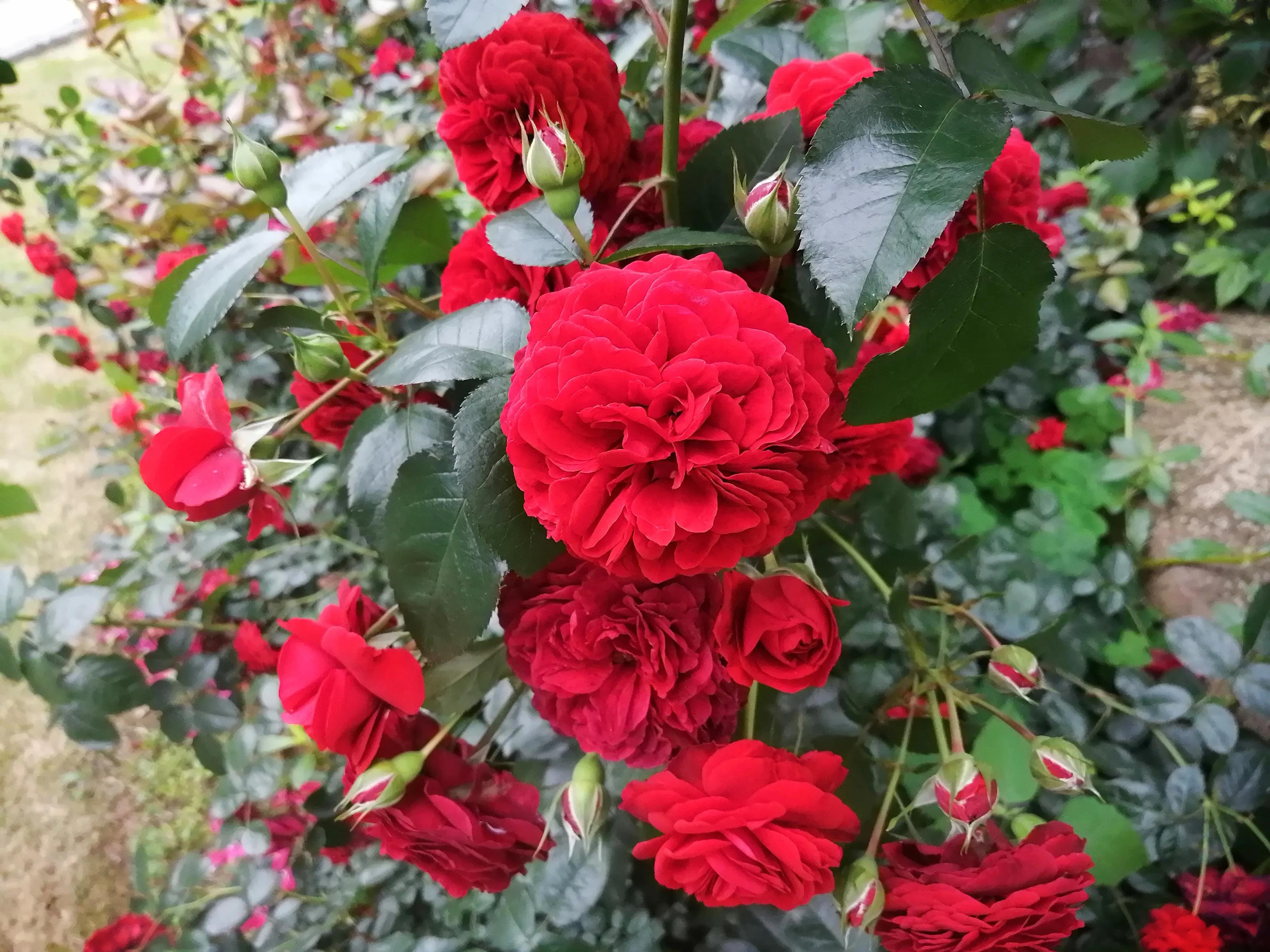 回娘家买车厘子,回娘家给父母和哥嫂买啥礼物