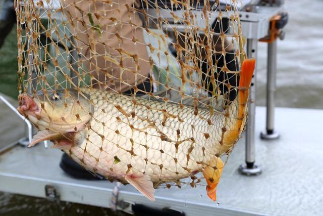 黑坑鲤鱼老玉米窝料制作方法,鲤鱼新鲜玉米窝料制作方法