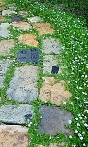 「干货」暑去秋来，庭院草坪养护技巧