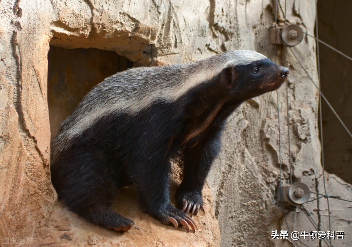 蜜獾平头哥怕啥毒蛇,平头哥蜜獾的4大天敌