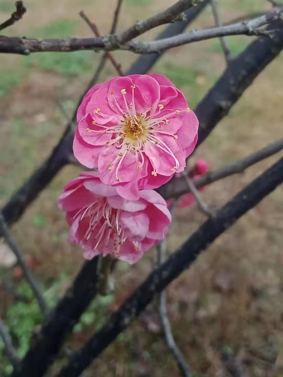 电脑启动有一个小棍在转,电脑开机有个小杠