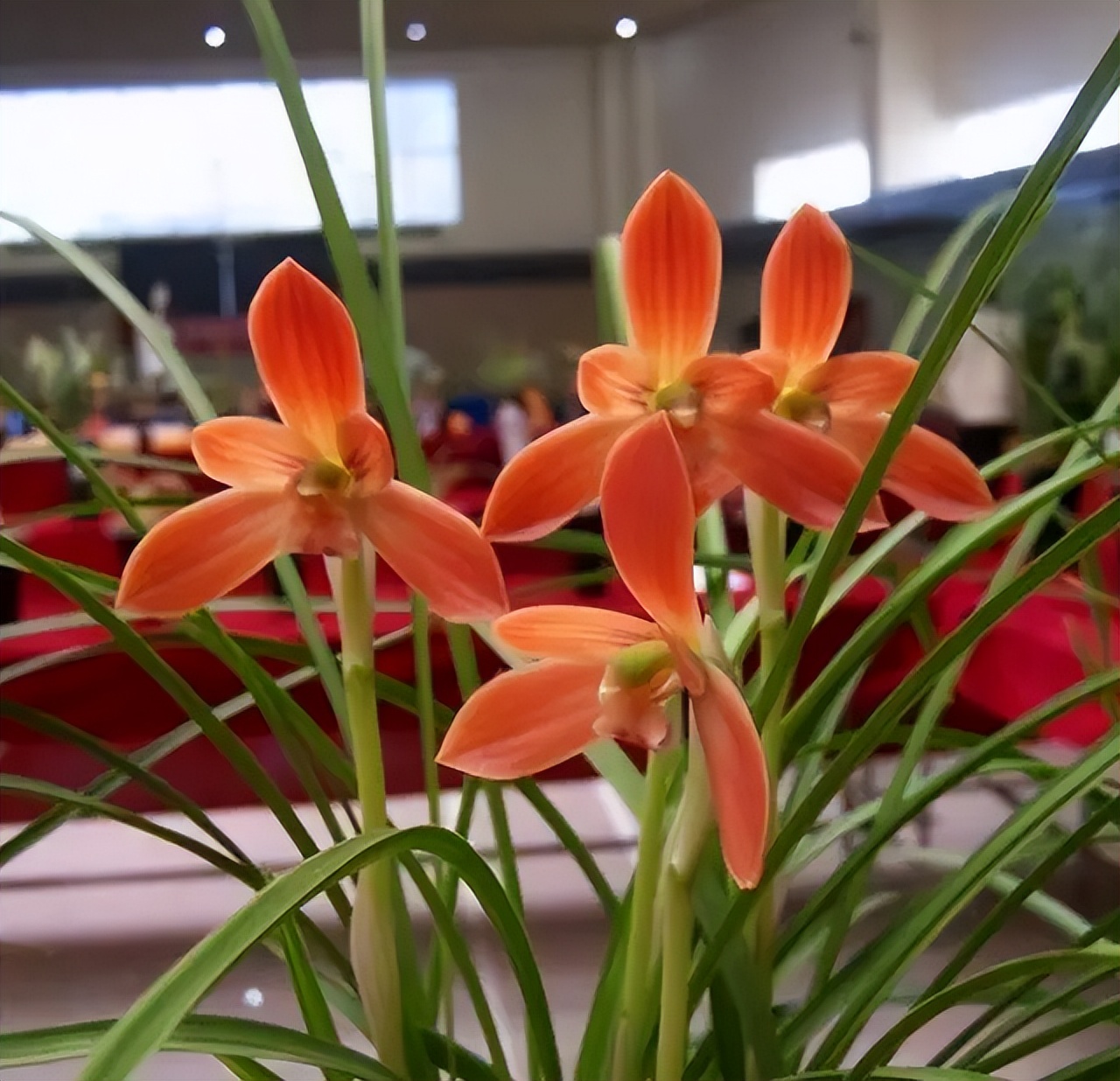 此兰花“红得发紫”，是兰花界的通用粮票，花色独特，曾屡获金奖