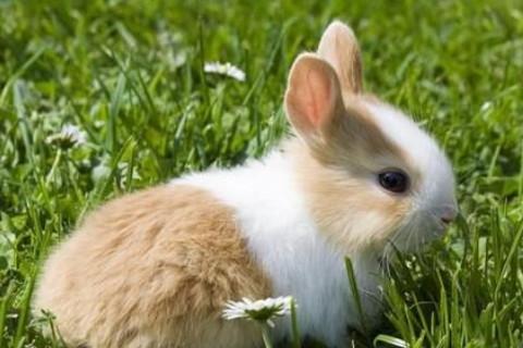 生肖兔2023年下半年运势深度解析,63年生肖兔2023年本命年运势