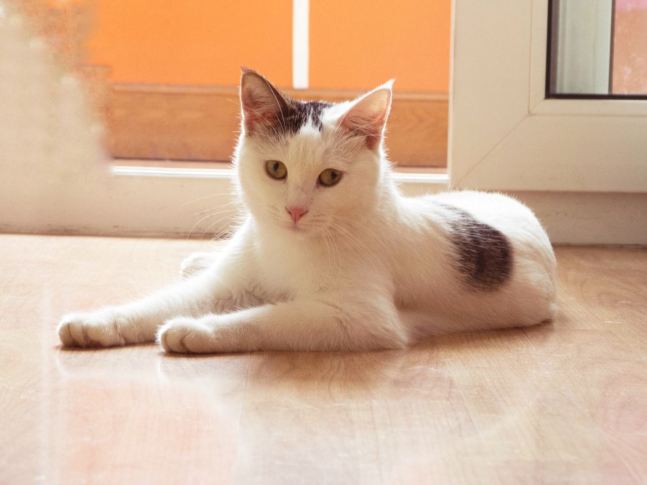 猫咪得狂犬病的征兆,猫咪狂犬病征兆