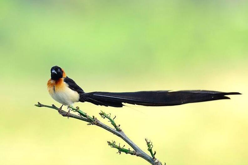 鸟儿大全高清图,高清珍稀鸟动态图片大全