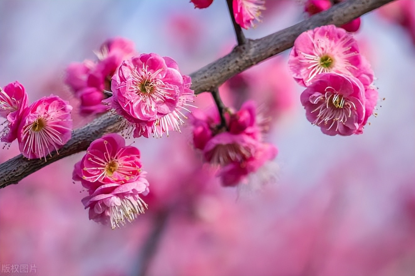 加代杜成澳门之行第8集 (加代和杜成澳门之行)