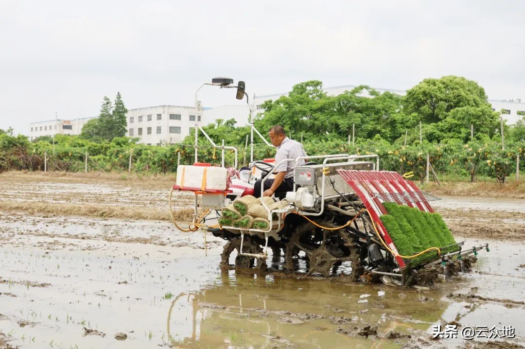 种植大户种田技术,大户种田诀窍