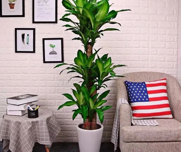 朝阳客厅绿植大叶,十件最适合在客厅养的易活绿植