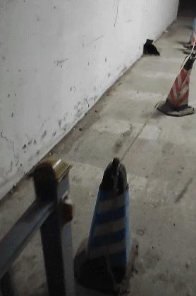 裸体金毛误闯地铁站被揪住耳朵：大哥！头发扎得有点紧了！