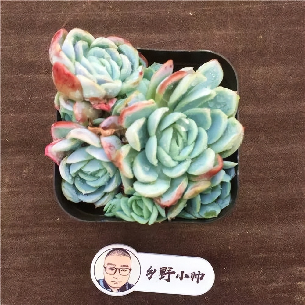 推荐多肉植物，颜值高状态好，看看有没有喜欢的