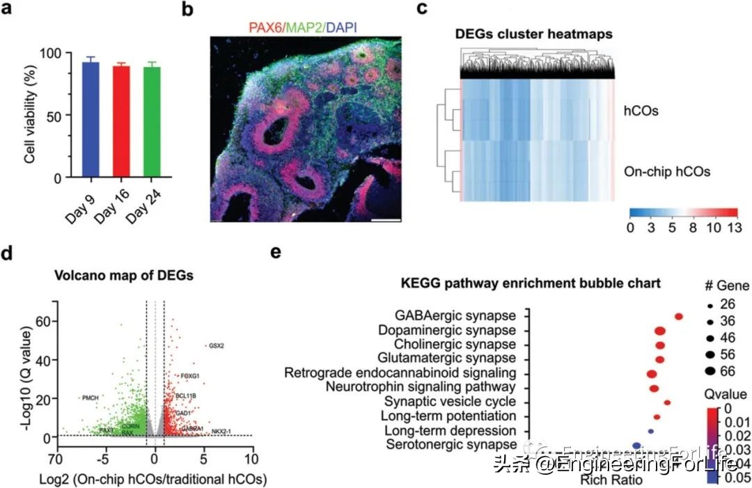 7天逆转大脑老化斯坦福科学家,7天逆转大脑老化斯坦福大学研究