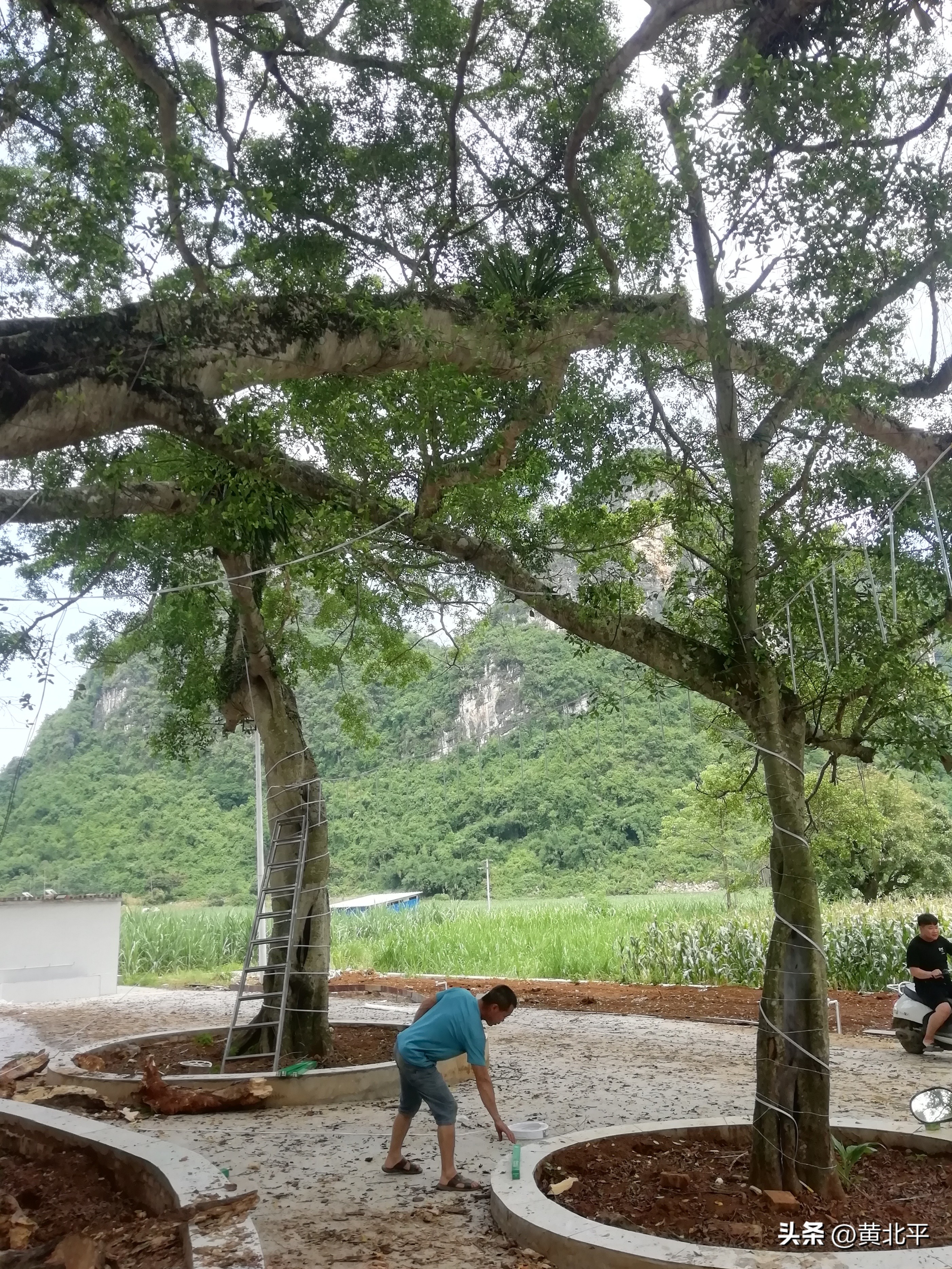 广西大山发现一棵榕树,广西发现古榕