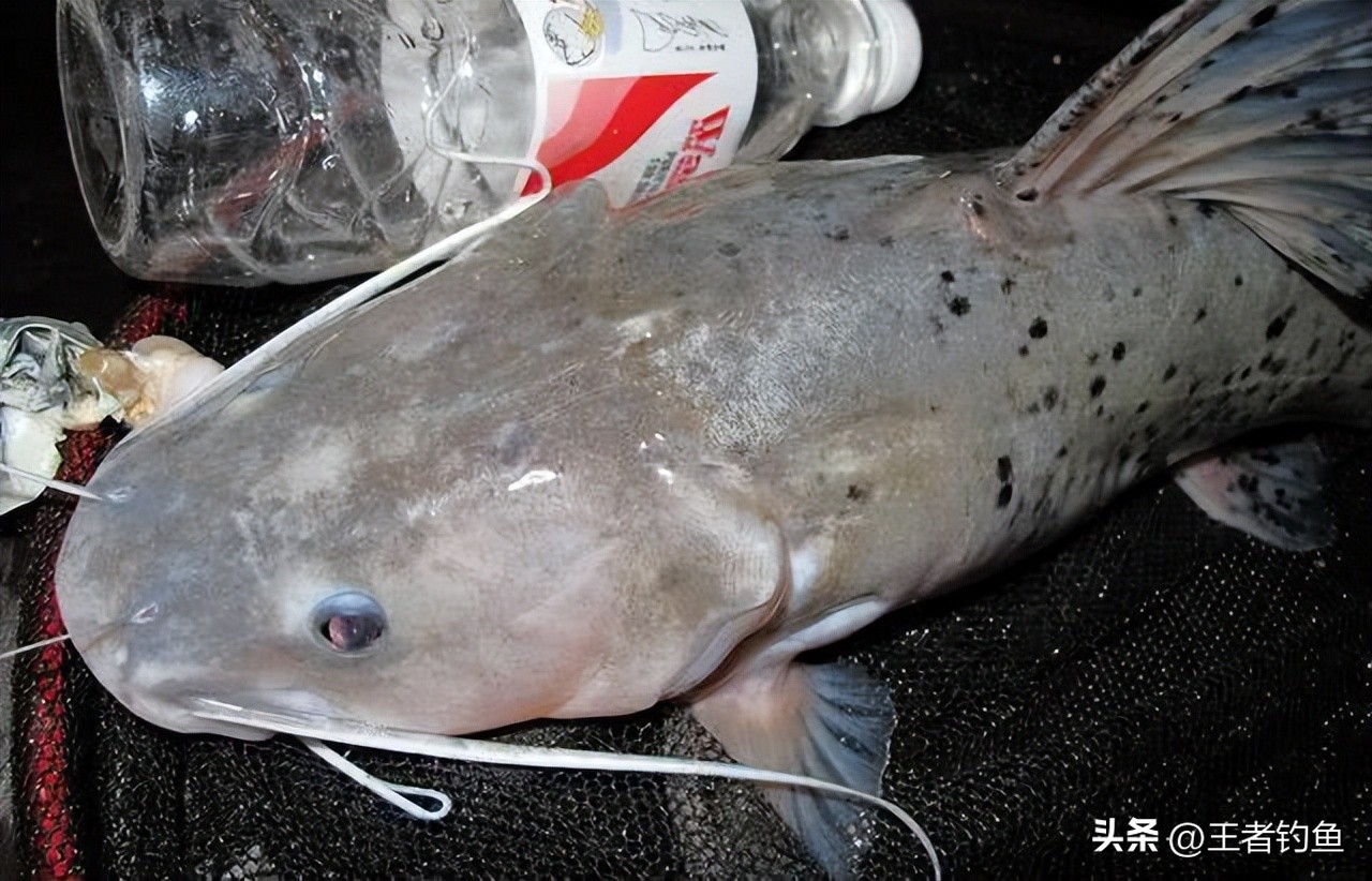 广西柳州野钓人,广西柳州钓鱼者