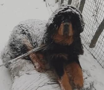 纯种的藏獒真的越来越少了吗,藏獒纯种为什么越来越少